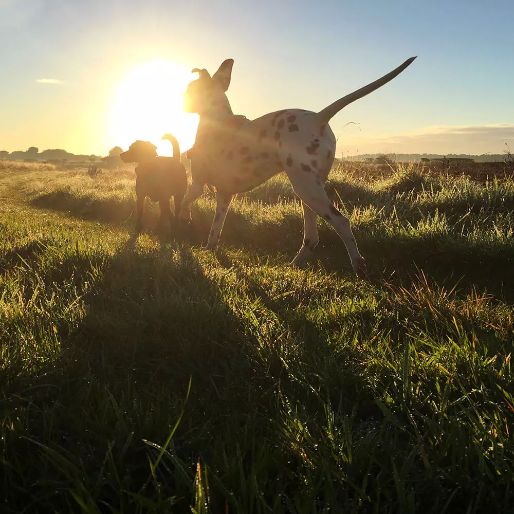 dogs running in the sunset