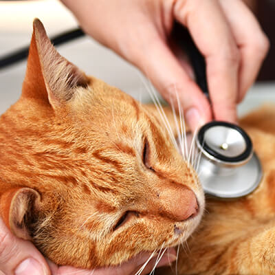 cat check up