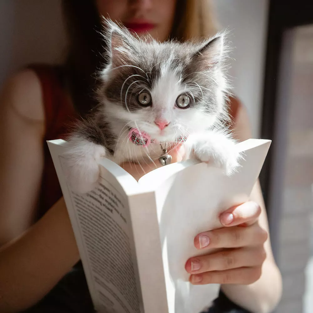 cat with a book