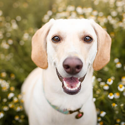 happy dog in a field