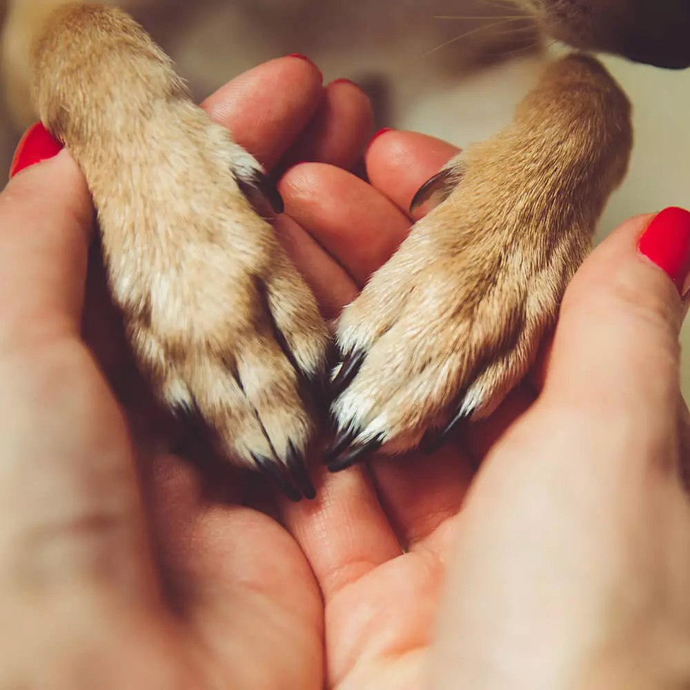 holding pets paws
